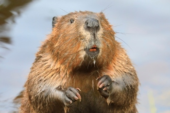 Beavers reintroduced to west London  image