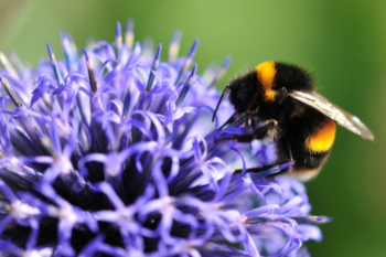 Council adopts new grass cutting approach to save bees image