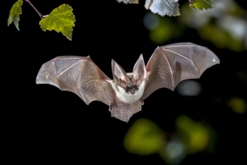 Council criticised over loss of bat habitat image