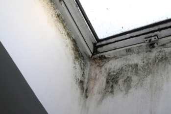 Housing Ombudsman launches damp and mould investigation image